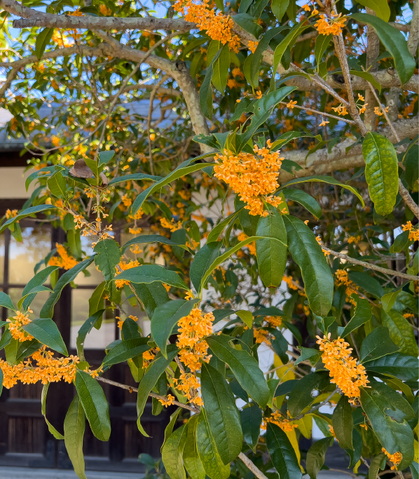 魅力的な庭へ大変身！五感を満たす植栽の力