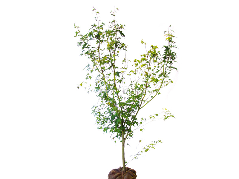 イロハモミジ 美しい樹 花 葉 エクステリア商品の総合メーカー オンリーワンクラブ