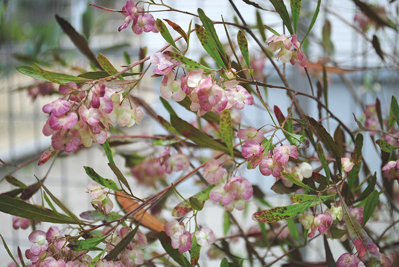ホップブッシュ プルプレア 美しい樹 花 葉 エクステリア商品の総合メーカー オンリーワンクラブ